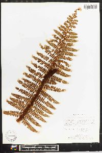 Polystichum distans image