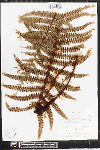 Polystichum distans image