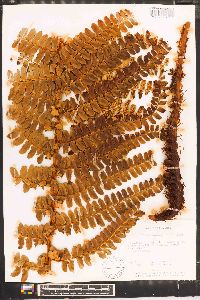 Polystichum distans image