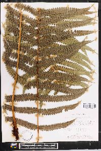 Polystichum distans image