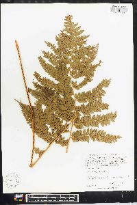 Polystichum fournieri image