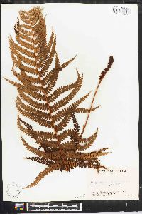 Polystichum montevidense image