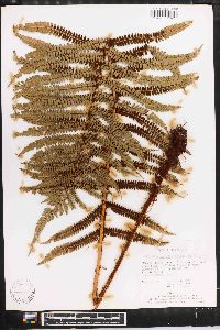 Polystichum ordinatum image