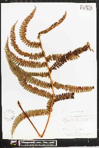 Polystichum ordinatum image