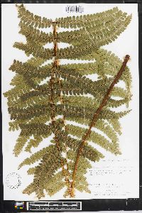 Polystichum ordinatum image