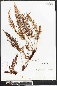 Polystichum tridens image