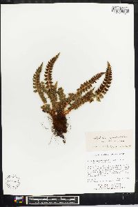 Polystichum acanthophyllum image