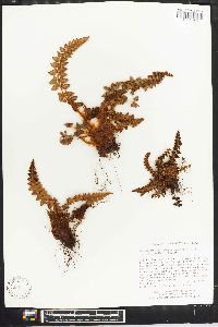 Polystichum acanthophyllum image