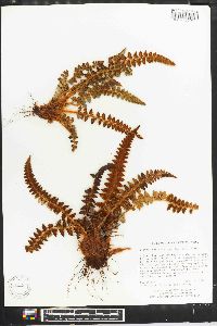 Polystichum acanthophyllum image