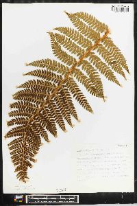 Polystichum aculeatum image