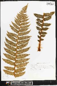 Polystichum braunii image