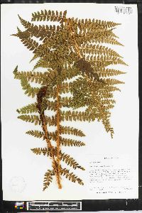 Polystichum braunii image