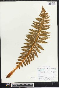 Polystichum braunii image