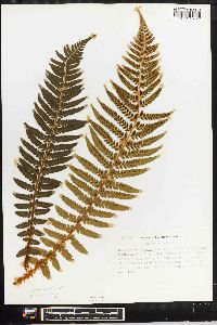 Polystichum braunii image