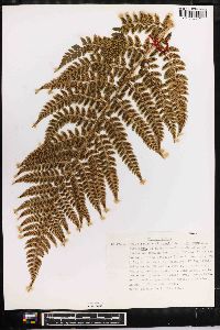 Polystichum braunii image