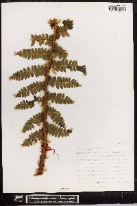 Polystichum braunii image