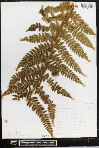 Polystichum braunii image