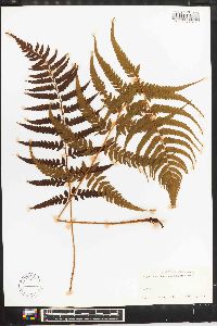 Image of Polystichum drepanum