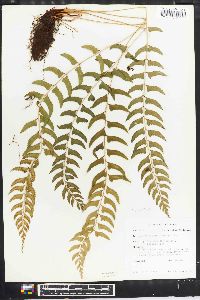 Polystichum formosanum image