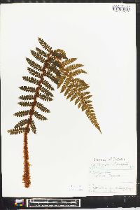 Polystichum igaense image