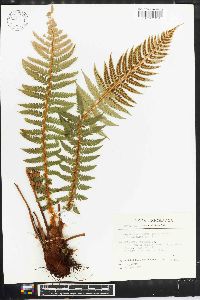 Polystichum aculeatum image