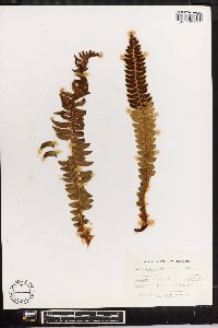 Polystichum lonchitis image