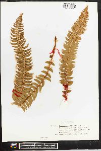 Polystichum lonchitis image