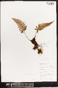 Polystichum piceopaleaceum image