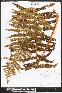 Polystichum retrosopaleaceum image