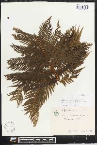 Polystichum pungens image