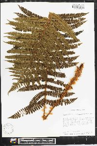 Polystichum retrosopaleaceum image