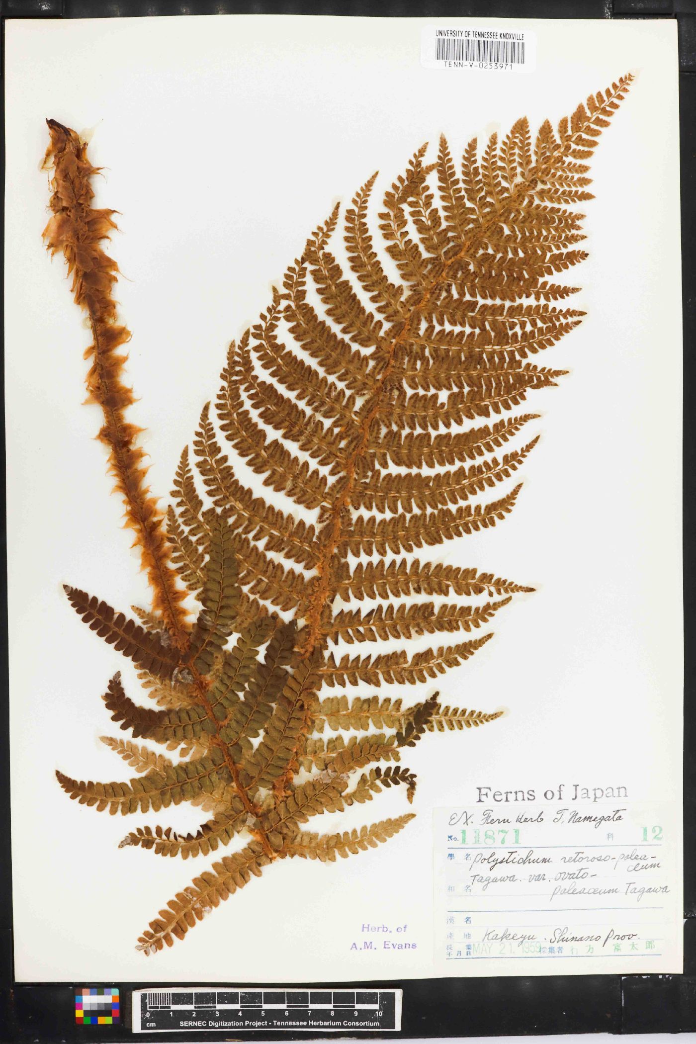 Polystichum retrosopaleaceum image