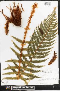 Polystichum setiferum image