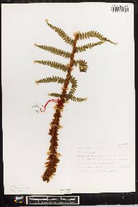 Polystichum setiferum image