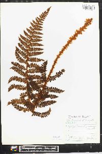 Polystichum tagawanum image