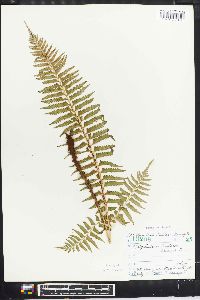 Polystichum tripteron image