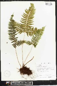 Polystichum tripteron image