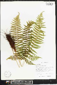 Polystichum tripteron image