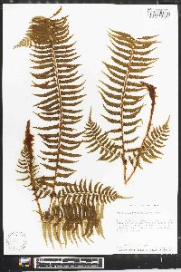 Polystichum tripteron image