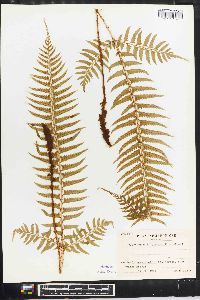 Polystichum tripteron image