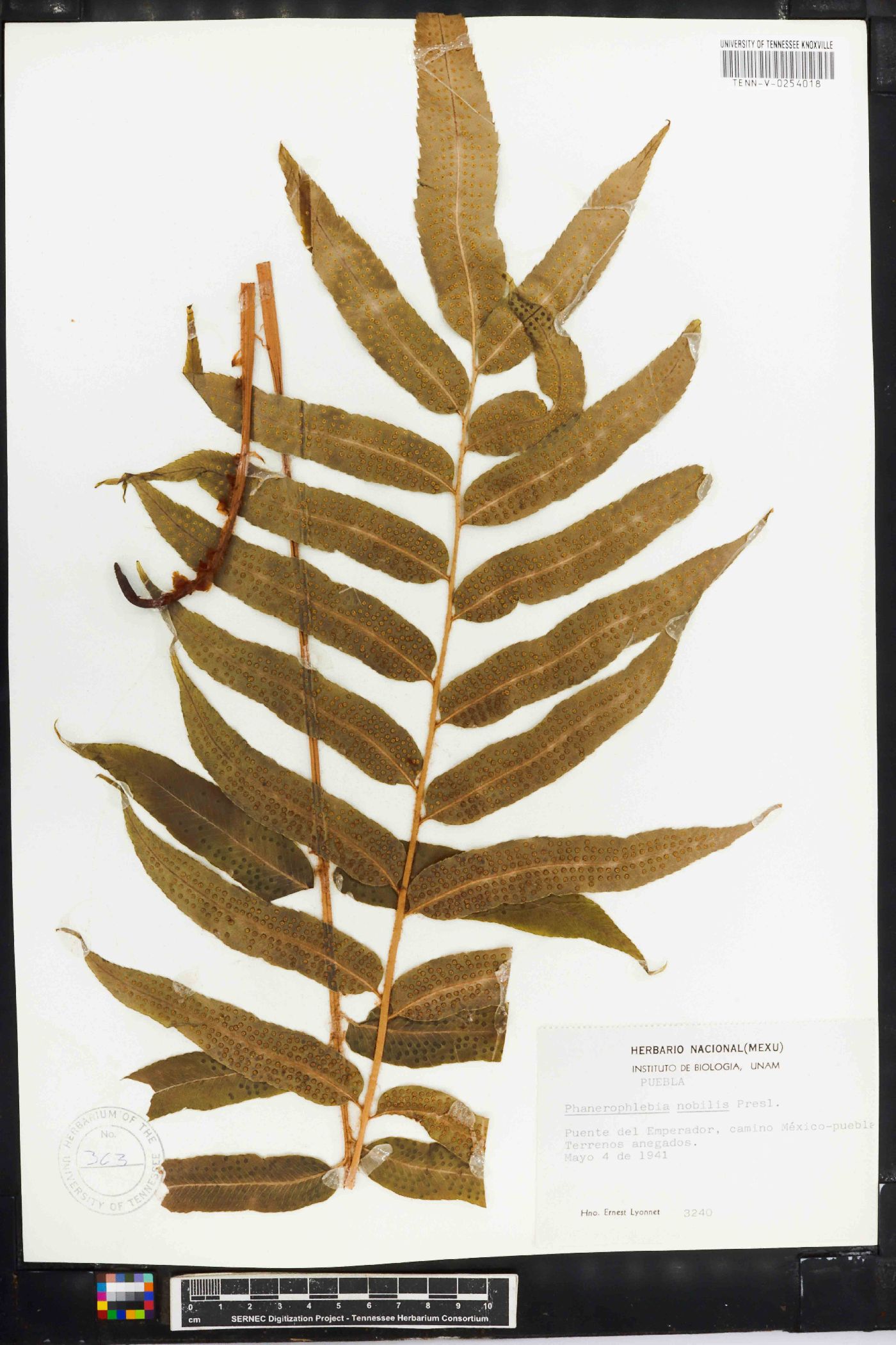 Phanerophlebia nobilis image
