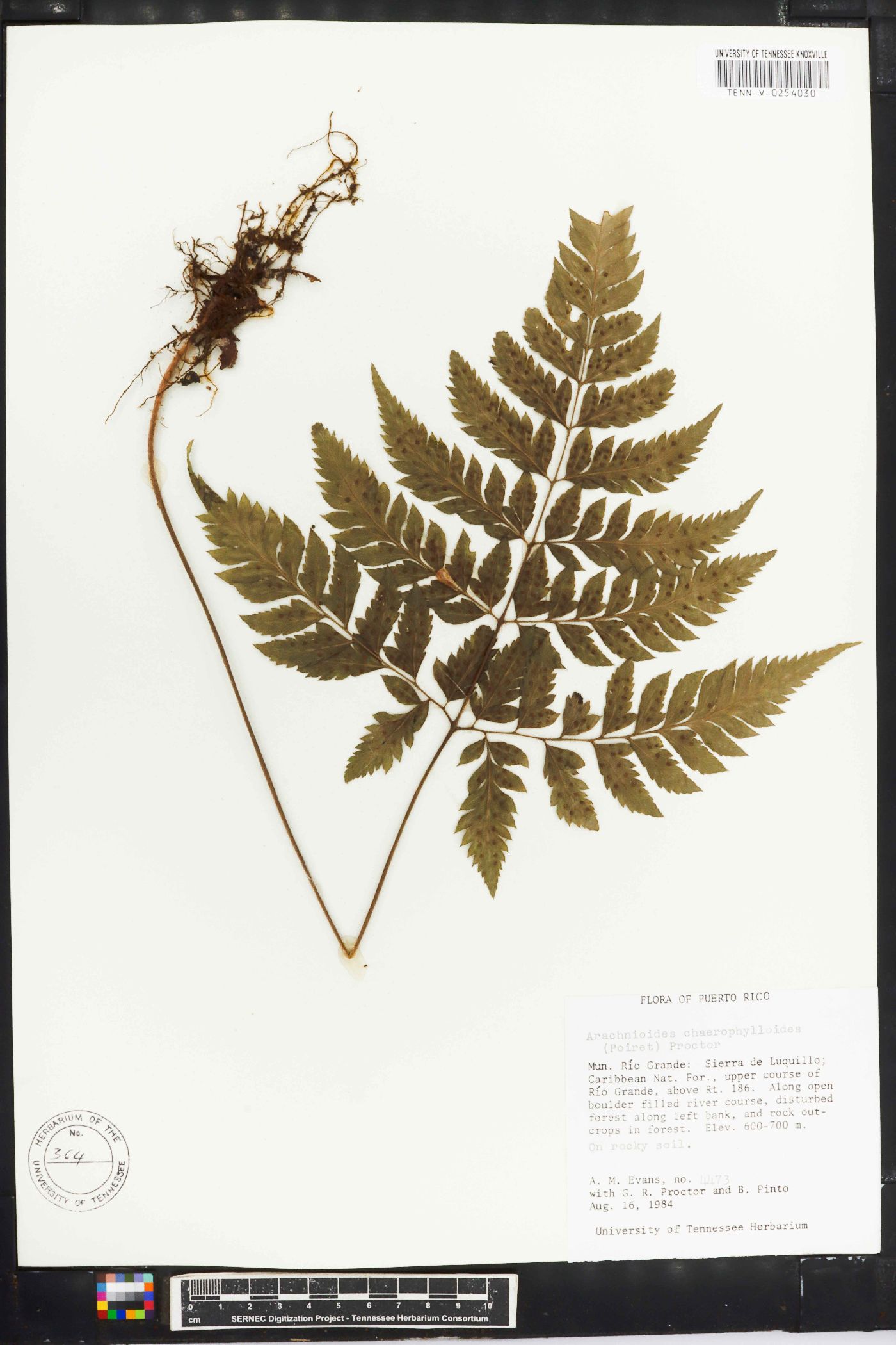 Arachniodes chaerophylloides image