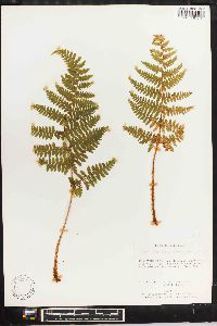 Dryopteris karwinskyana image