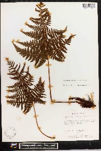 Dryopteris nubigena image