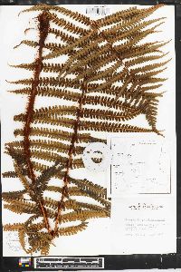 Dryopteris parallelogramma image