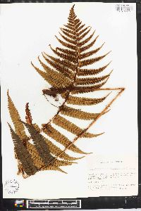 Dryopteris parallelogramma image