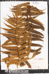 Dryopteris parallelogramma image