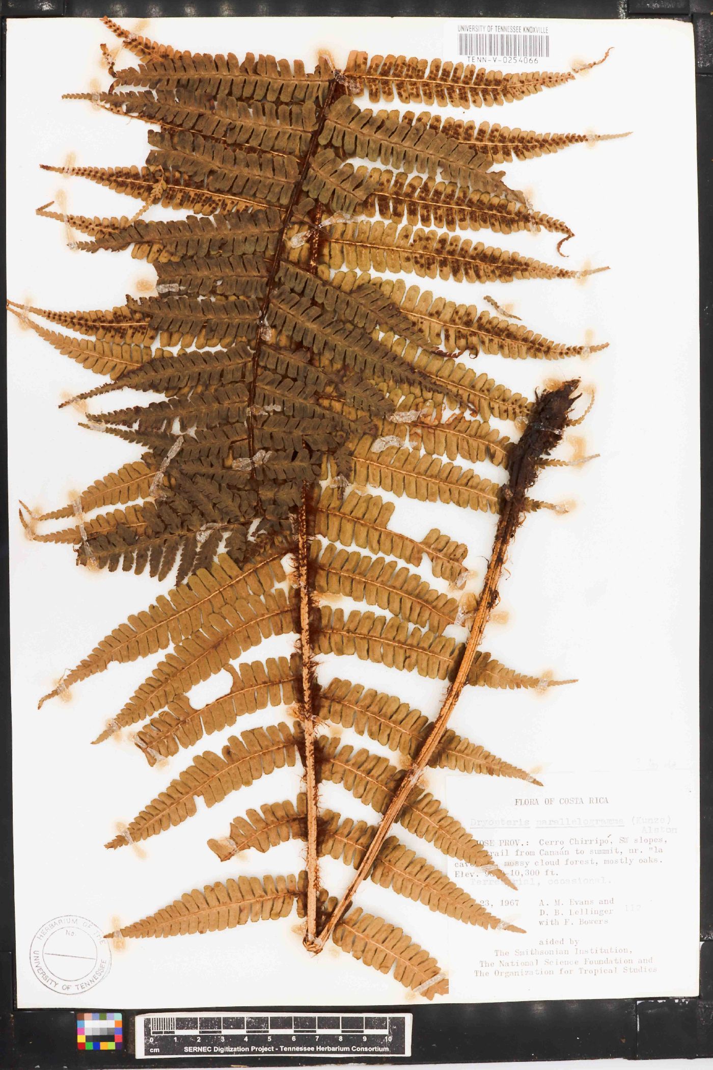 Dryopteris parallelogramma image