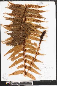 Dryopteris parallelogramma image