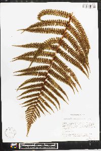 Dryopteris parallelogramma image